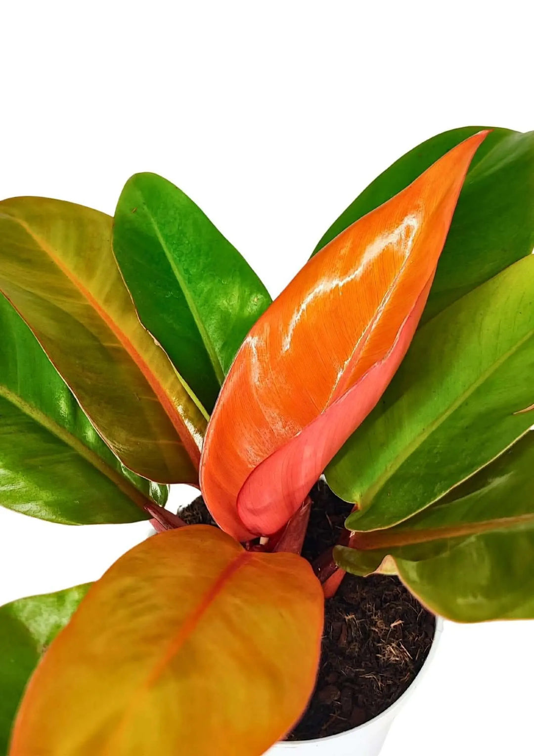 philodendron prince of orange entretien Philodendron Prince Orange – Plante d'intérieur colorée et compacte — i Giardini di Giulia