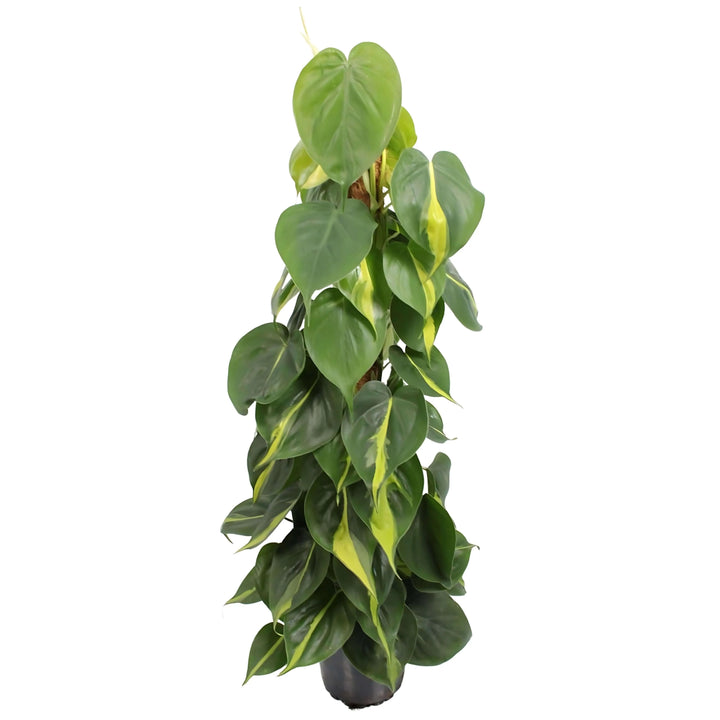 Philodendron Brasil - pianta da interno con foglie variegate verde e giallo, vaso 17 cm, altezza 80 cm