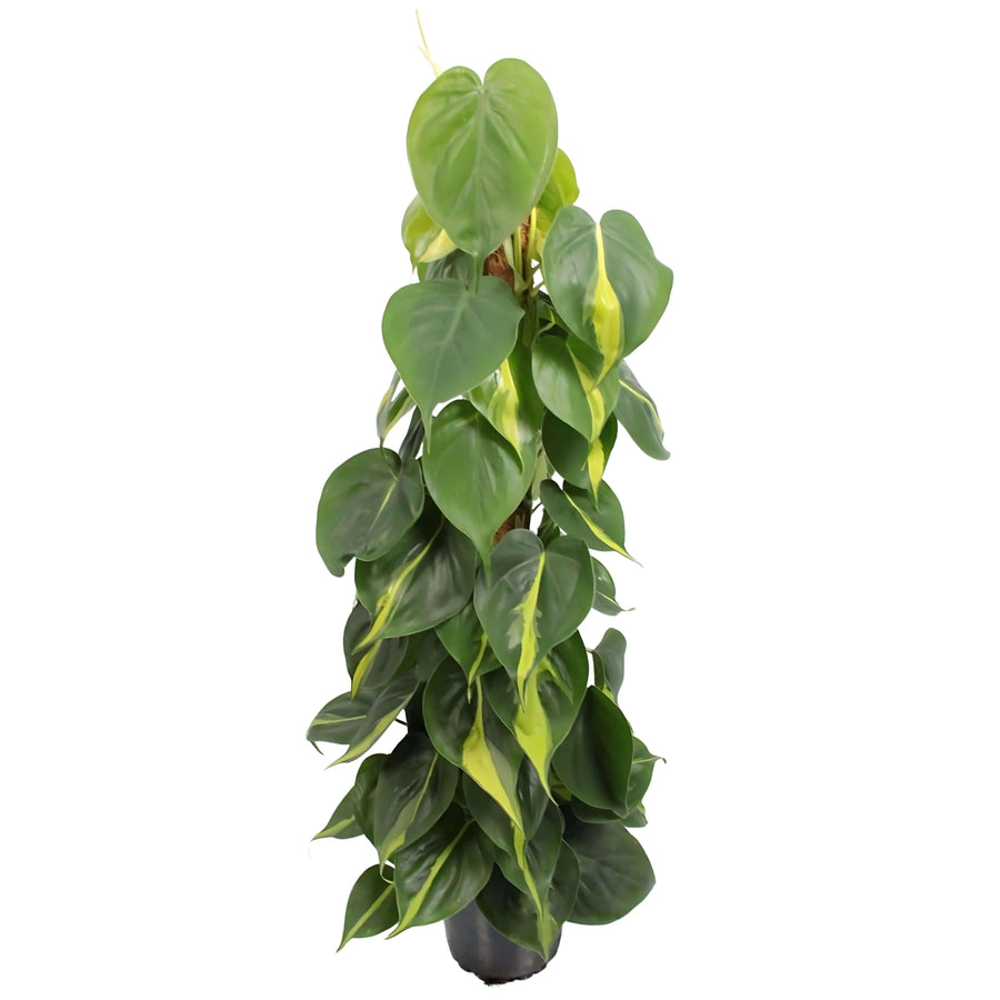 Philodendron Brasil - pianta da interno con foglie variegate verde e giallo, vaso 17 cm, altezza 80 cm