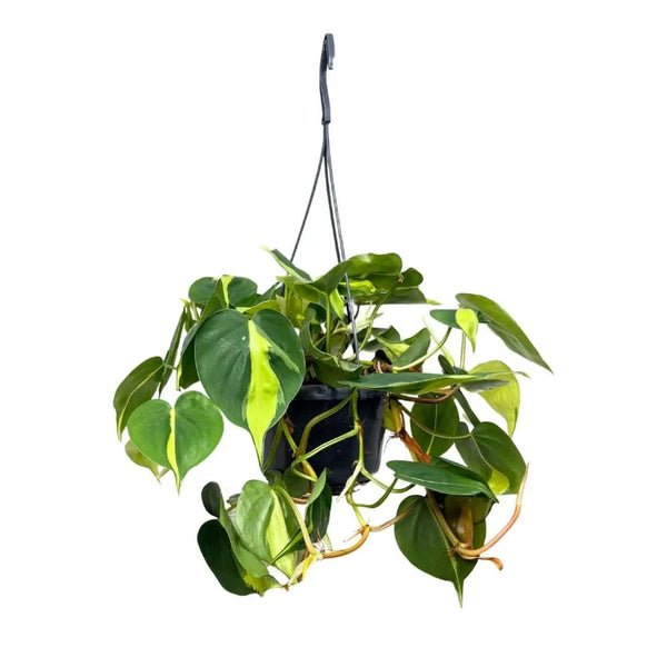 Philodendron Scandens Brasil in vaso basket