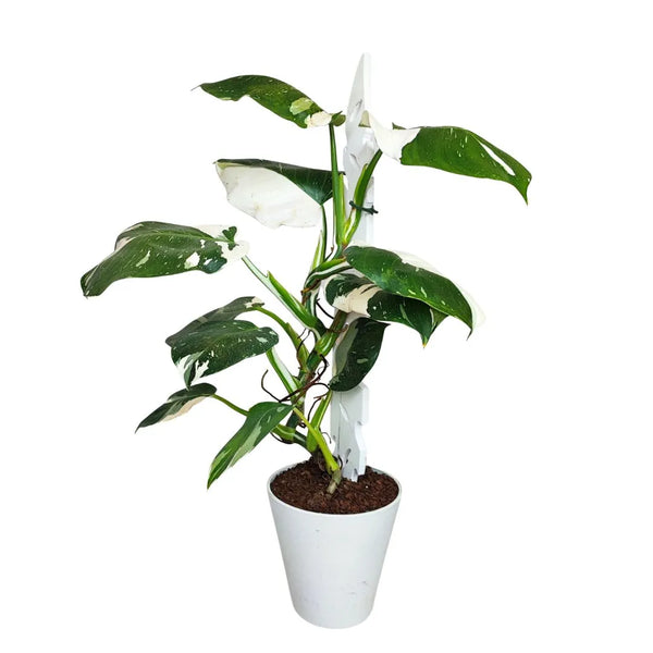 Philodendron blanc dans un pot en résine