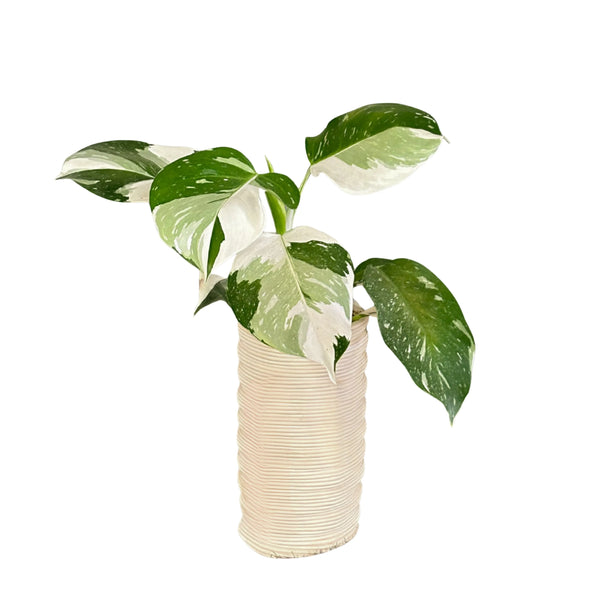 Philodendro white in vaso artigianale di ceramica altezza 45 cm