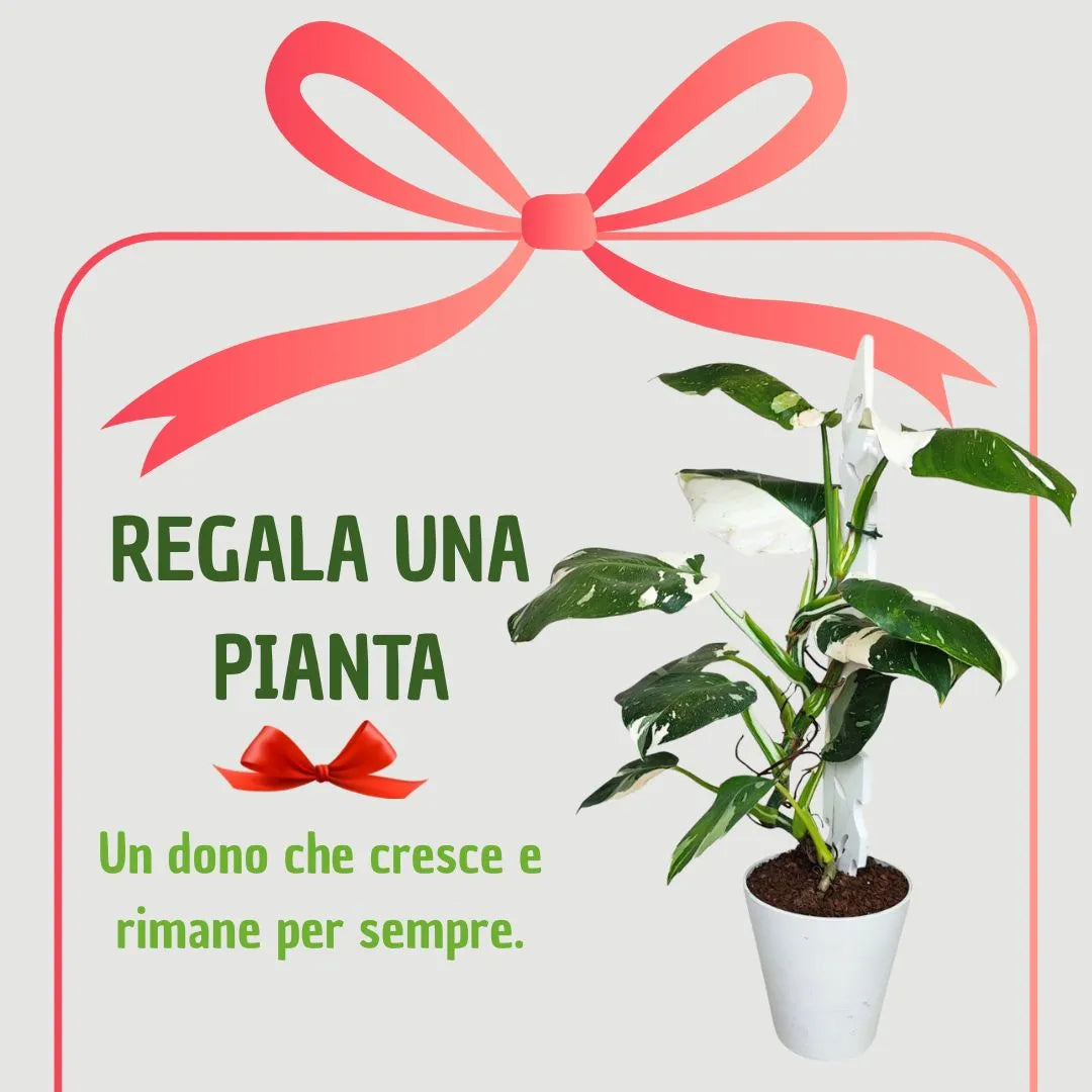 philodendron lidl Philodendron White Princess Plante d'Intérieur Giardini di Giulia — i Giardini di Giulia