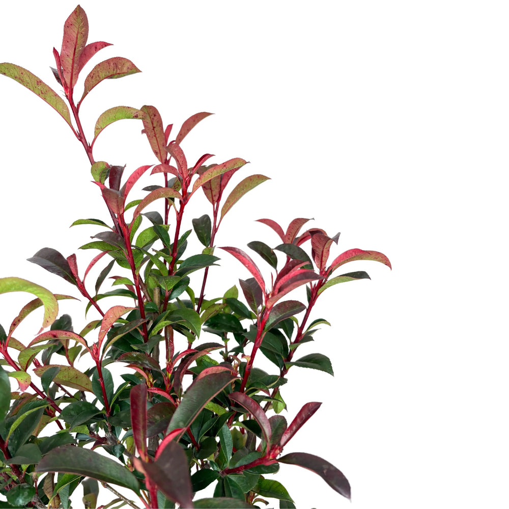 photinia compacta - dettaglio del fogliame rosso brillante