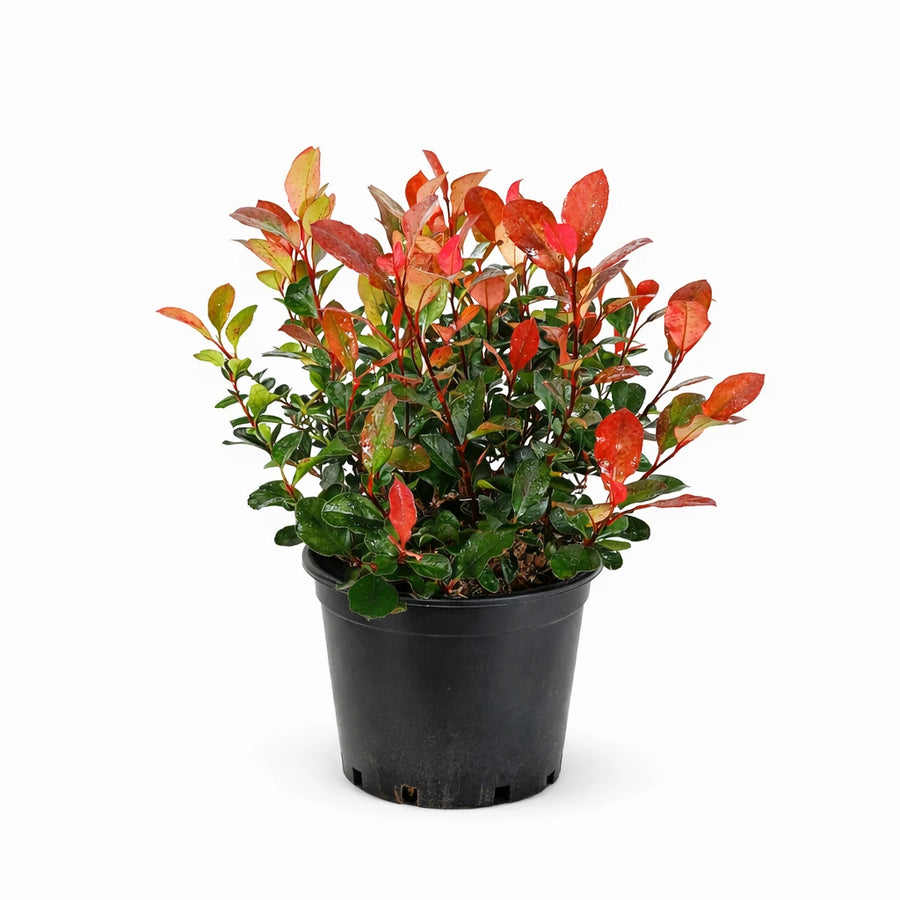 Photinia fraseri Little Red - pianta in vaso con foglie rosse e verdi