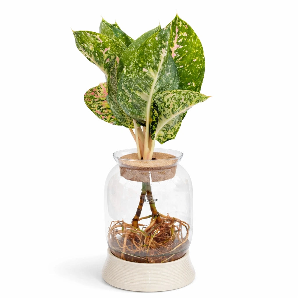 Plantes vertes mixtes en hydroculture avec LED