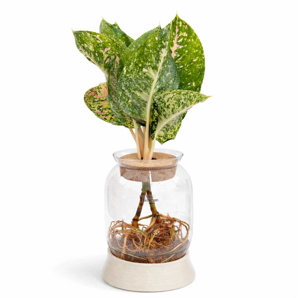 Plantes vertes mixtes en hydroculture avec LED