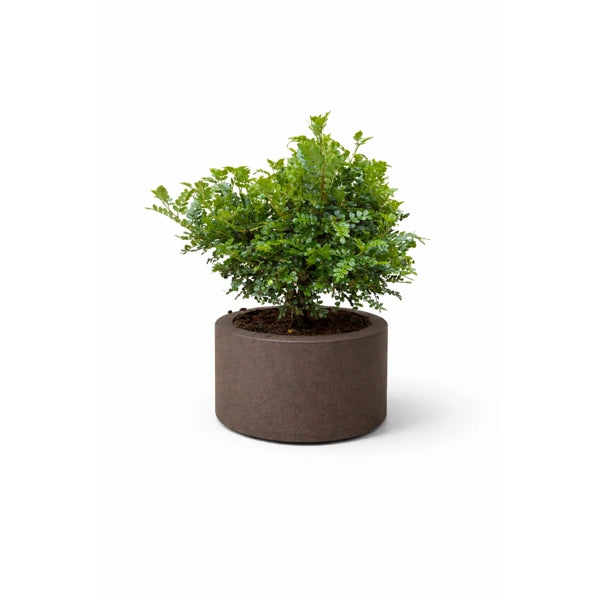 Bonsaï poivrier en écho D. 25 H. 37 CM