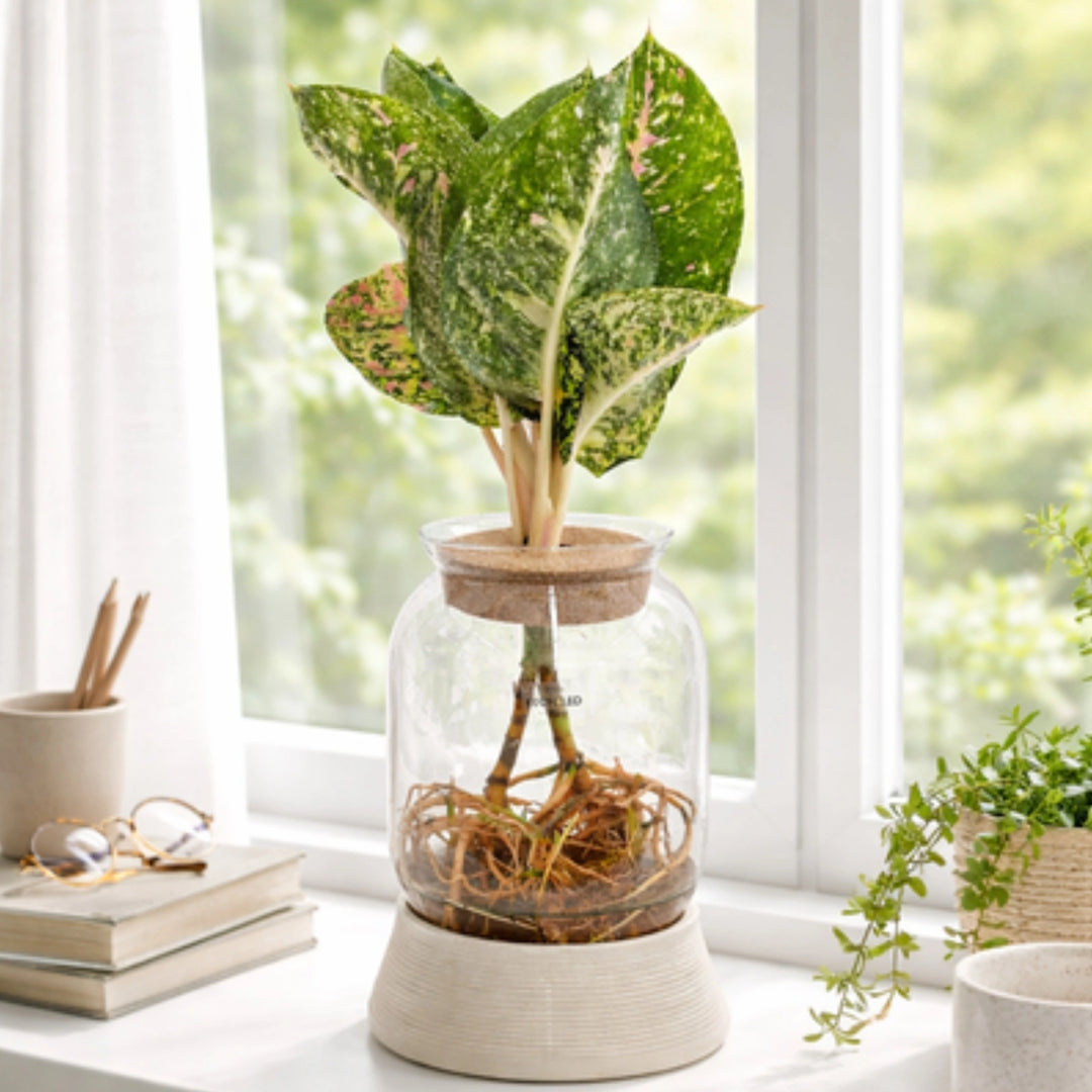 Plantes vertes mixtes en hydroculture avec LED