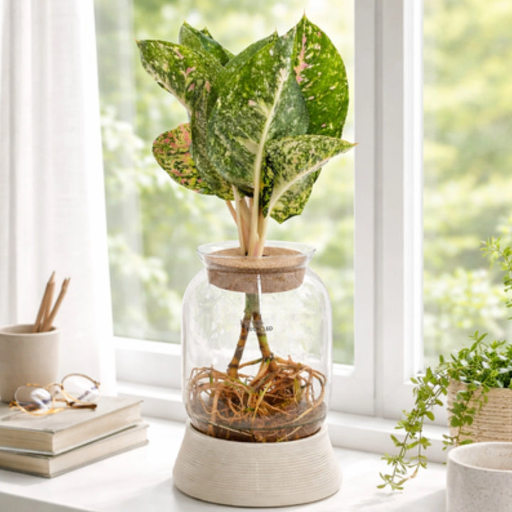 Plantes vertes mixtes en hydroculture avec LED