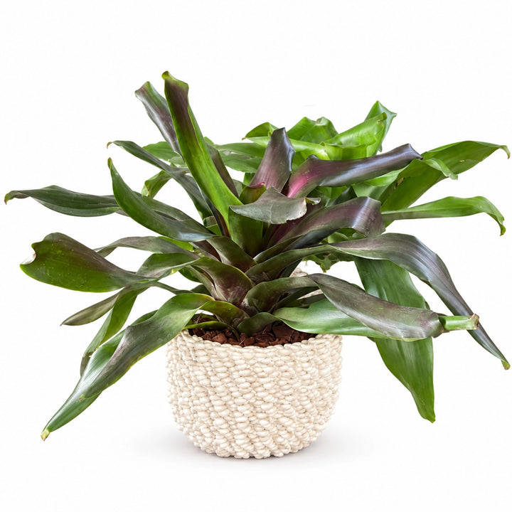 Neoregelia in vaso di ceramica Fira bianco con sfere in rilievo, rosetta di foglie verdi con centro viola-rosso, su sfondo bianco