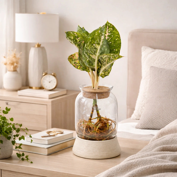 Plantes vertes mixtes en hydroculture avec LED