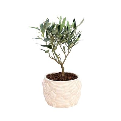Bonsai di Olivo in vaso artigianale Alba D. 12 H. 30 CM