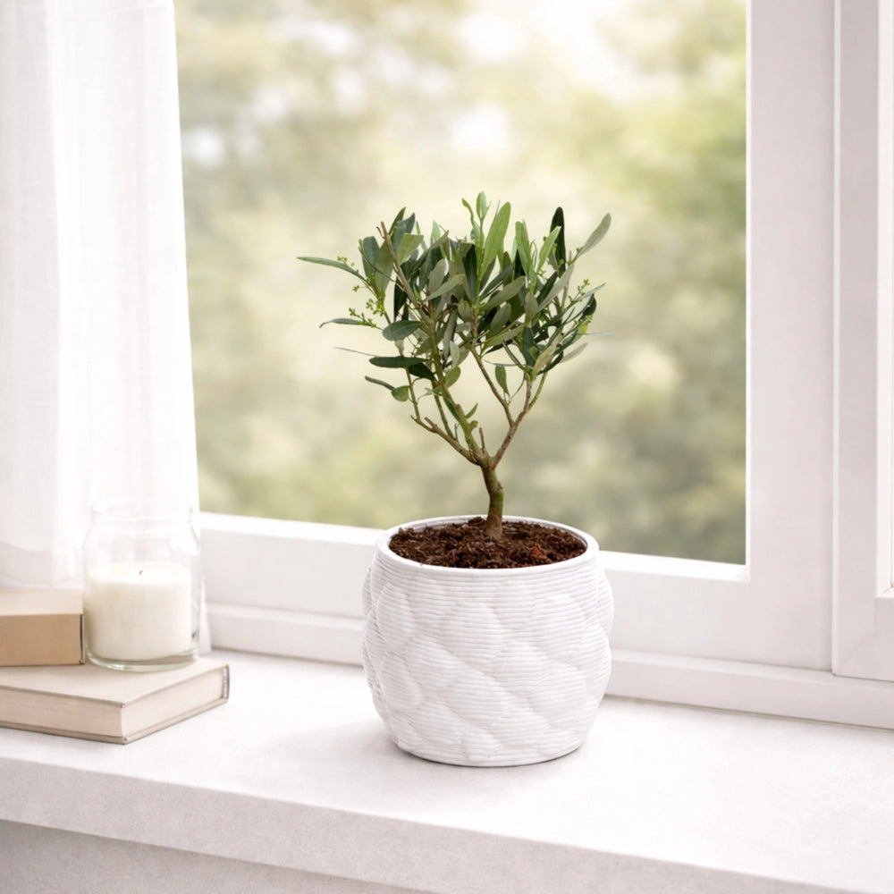 Bonsai Olivo in vaso artigianale - dettaglio del tronco e delle foglie