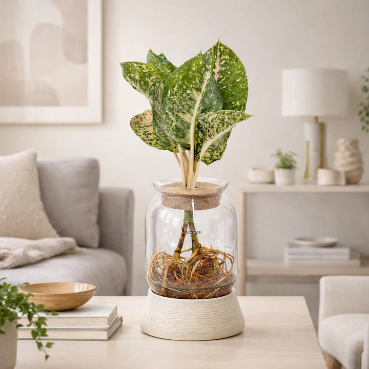 Plantes vertes mixtes en hydroculture avec LED
