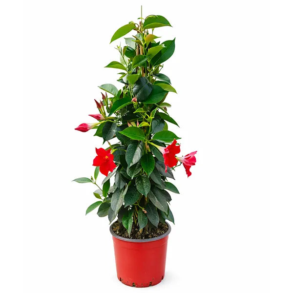 Dipladenia D.19 cm