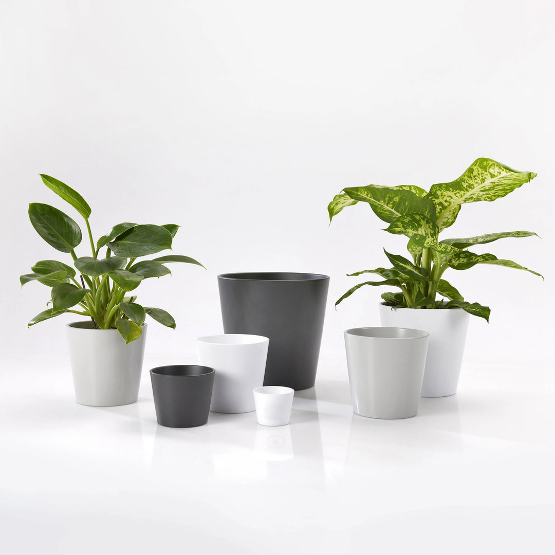 Gruppo di piante verdi in vasi tondi Dallas in ceramica opaca bianca, grigia e nera – decorazione elegante per ambienti interni