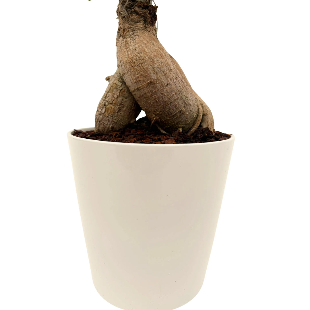 Bonsai Ficus Ginseng prezzo - dettaglio del tronco robusto e delle radici aeree