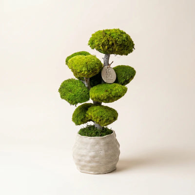 Bonsai Kumori 45 cm.  — Muschio Stabilizzato