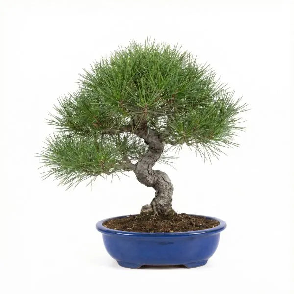 Bonsai di pino con tronco curvo in vaso blu rotondo su sfondo bianco ideale per arredamento casa e ufficio
