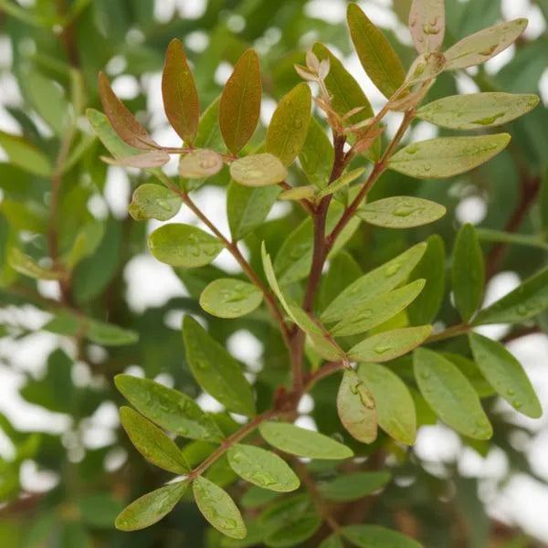 Pistacia Lentiscus foglie - dettaglio ravvicinato di foglie verdi ovali e rami sottili