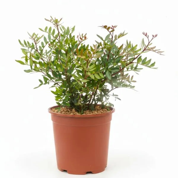 Pistacia lentiscus D.17