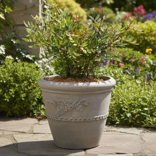 Pistacia Lentiscus siepe - arbusto mediterraneo in vaso decorativo, ideale per giardini e terrazzi
