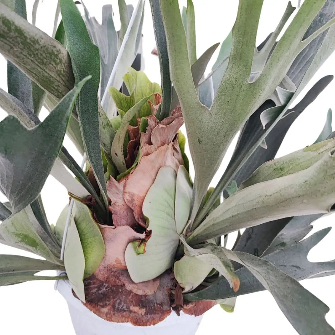 Felce Corna di Cervo - dettaglio delle fronde basali e biforcute, texture delle foglie