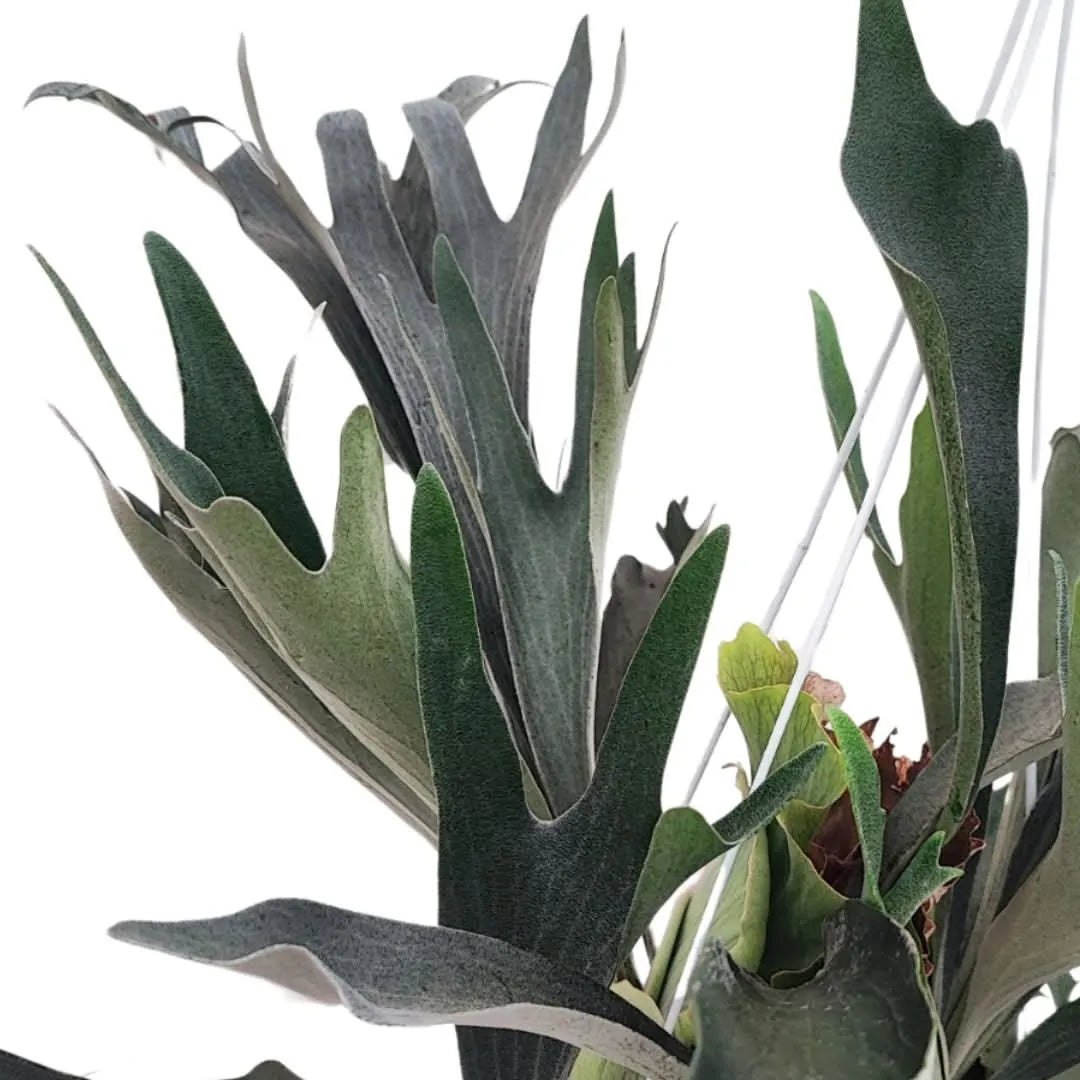 Platycerium - foglie grigio-verdi con portamento scenografico in ambiente interno