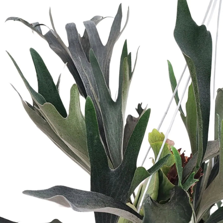 Platycerium - foglie grigio-verdi con portamento scenografico in ambiente interno