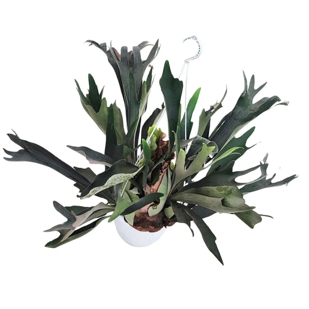 Platycerium basket - vista dall'alto delle fronde ricadenti e basali