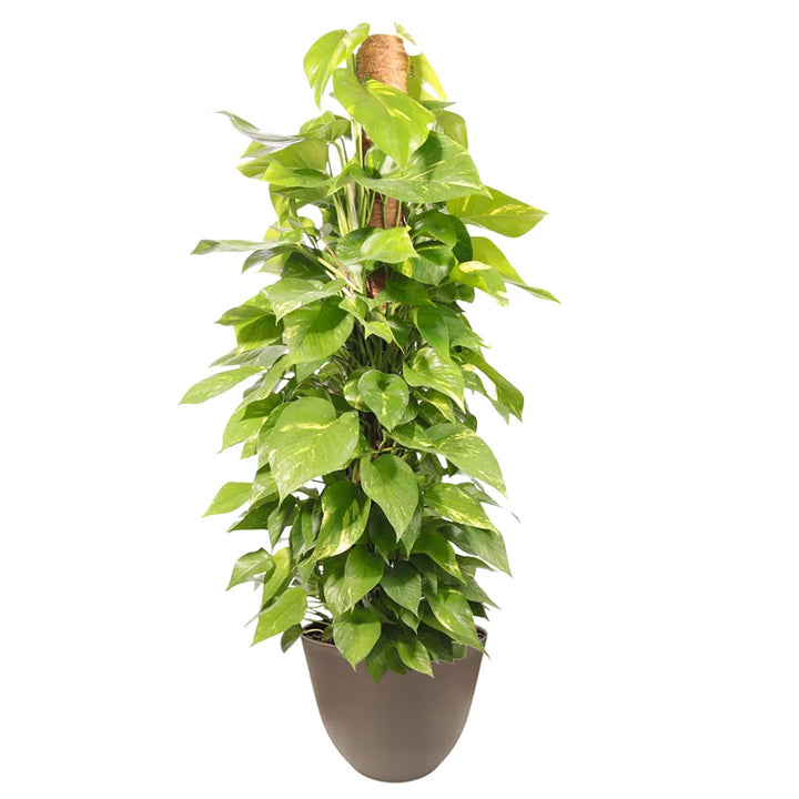 Pothos Scindapsus Aurea in vaso tortora - pianta con tutore verticale e foglie variegate