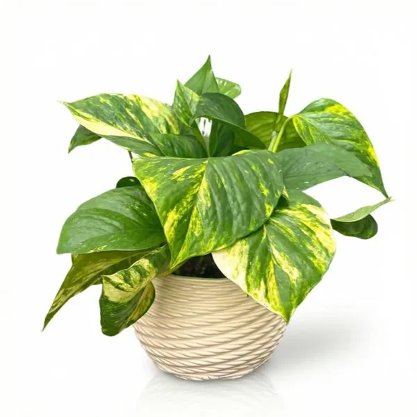 Pothos scindapsus aurea dans un pot en céramique "Carina"