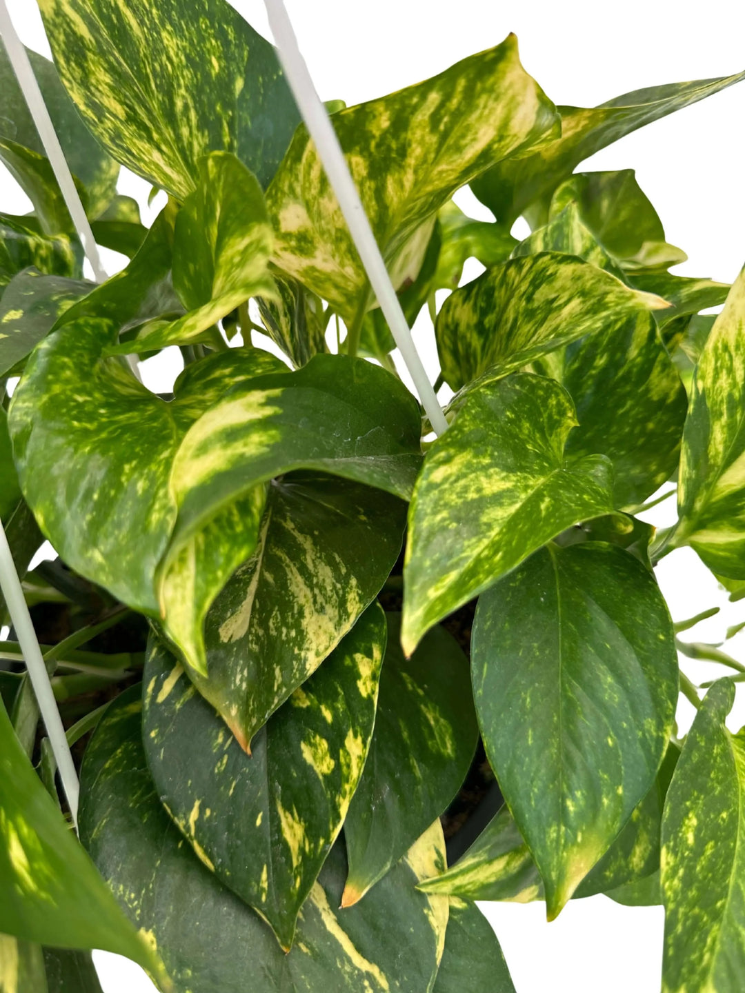 Pothos Scindapsus Aureus foglie - screziature dorate in primo piano