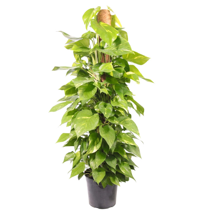 Pothos Aurea Ø 19 cm - pianta tropicale da interno in vaso