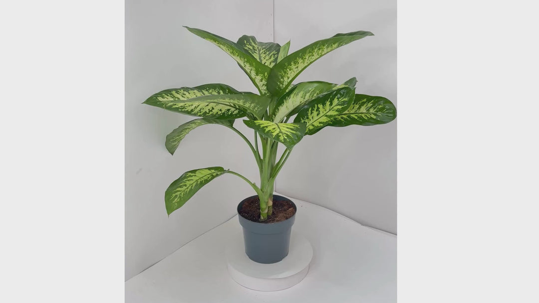 Dieffenbachia Tropic Snow D.21 cm