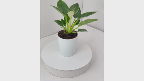 Video della pianta Philodendron Birkin in vaso: dettagli del fogliame variegato con venature bianche su fondo verde scuro, ripresa a 360° per mostrare forma compatta ed eleganza tropicale. Ideale come pianta da interno decorativa e facile da curare.