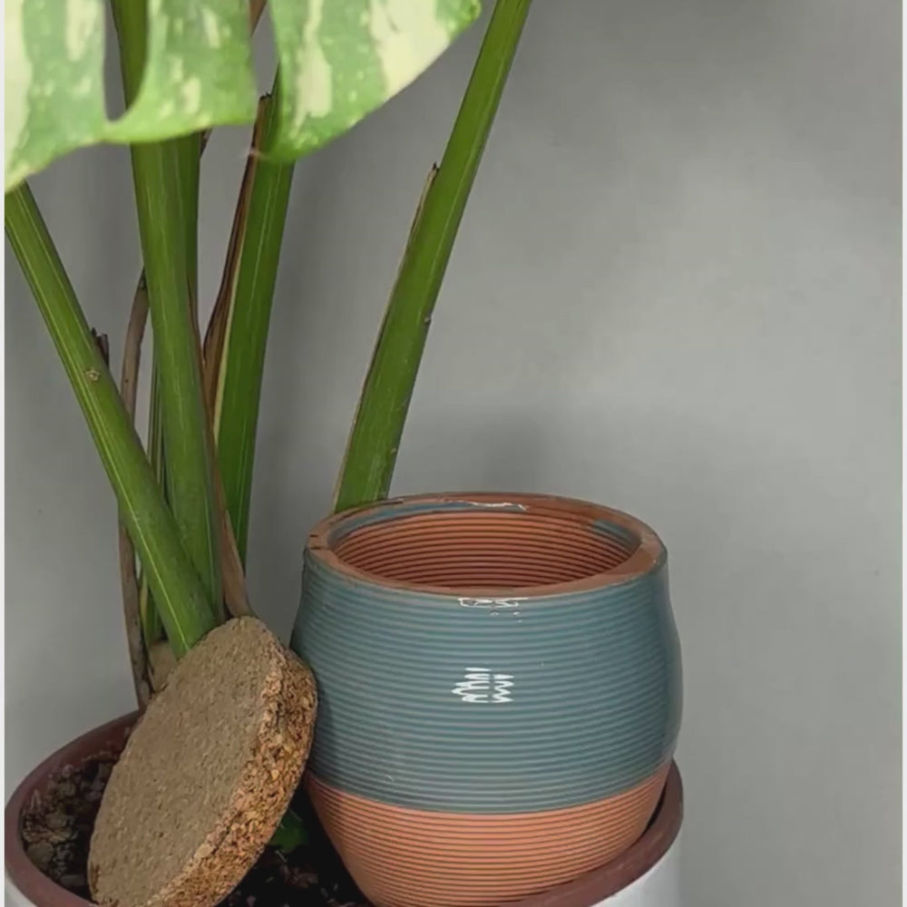 Video utilizzo della Olla romana per irrigazione piante 