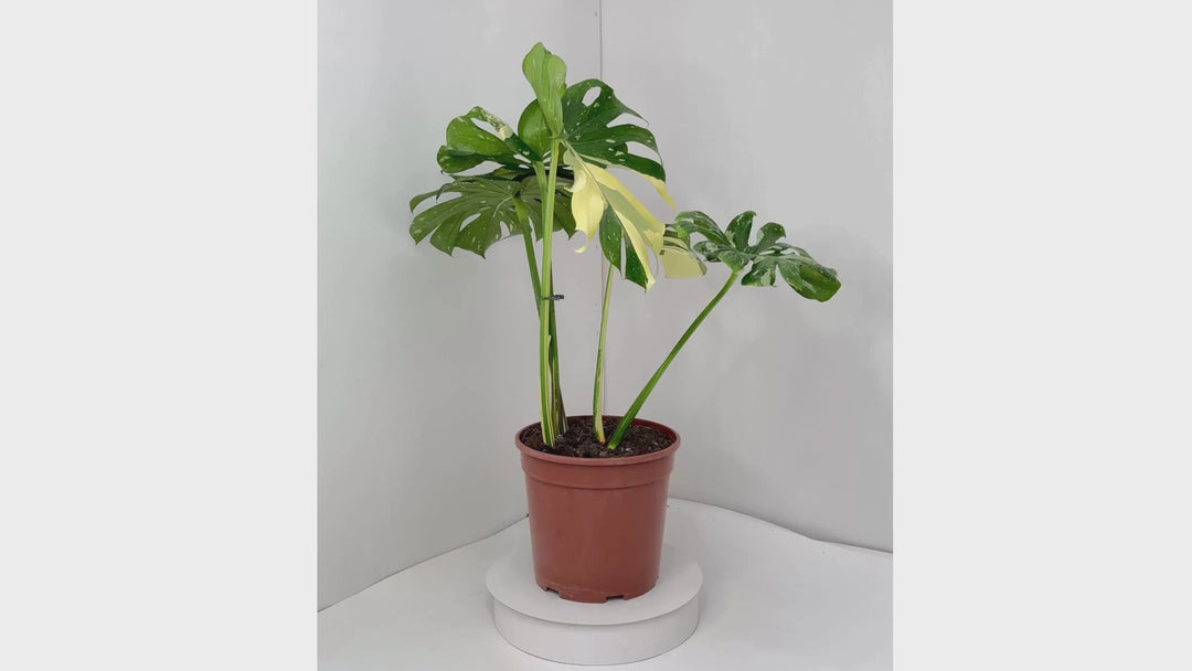 Video Monstera Thai Constellation in vaso da 24 cm, altezza 70-80 cm, mostra dettagli del fogliame variegato e crescita rigogliosa della pianta d'appartamento tropicale