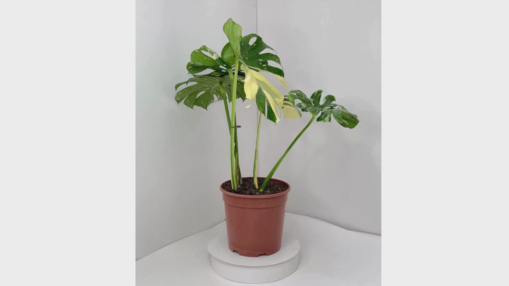 Video Monstera Thai Constellation in vaso da 24 cm, altezza 70-80 cm, mostra dettagli del fogliame variegato e crescita rigogliosa della pianta d'appartamento tropicale