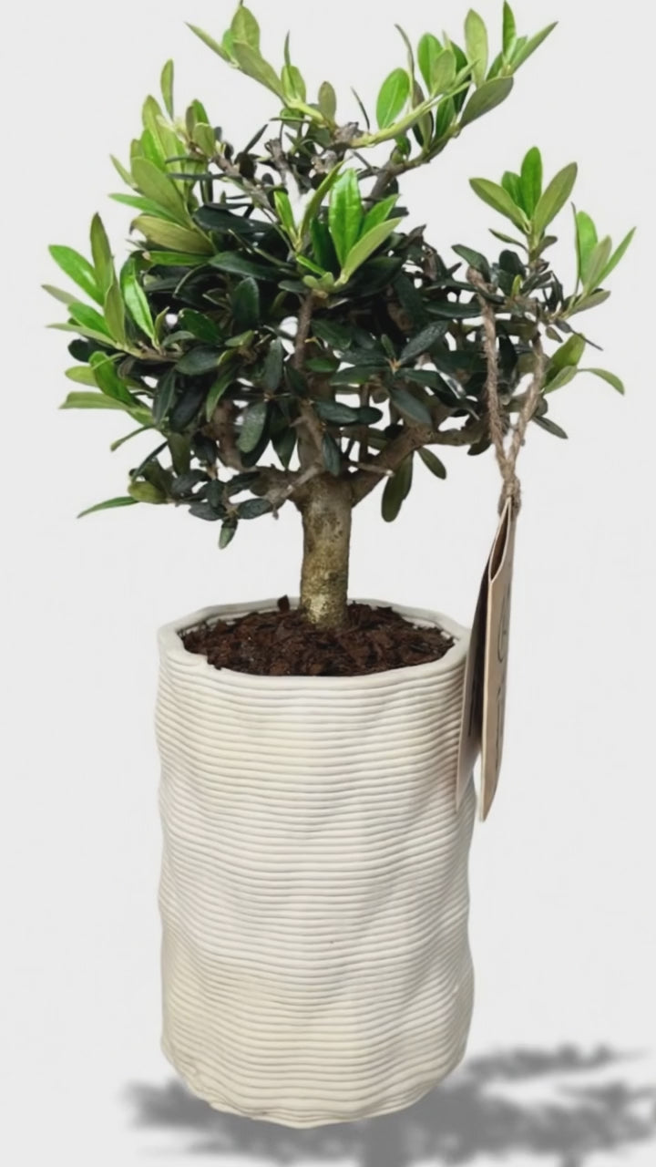 i Giardini di Giulia 