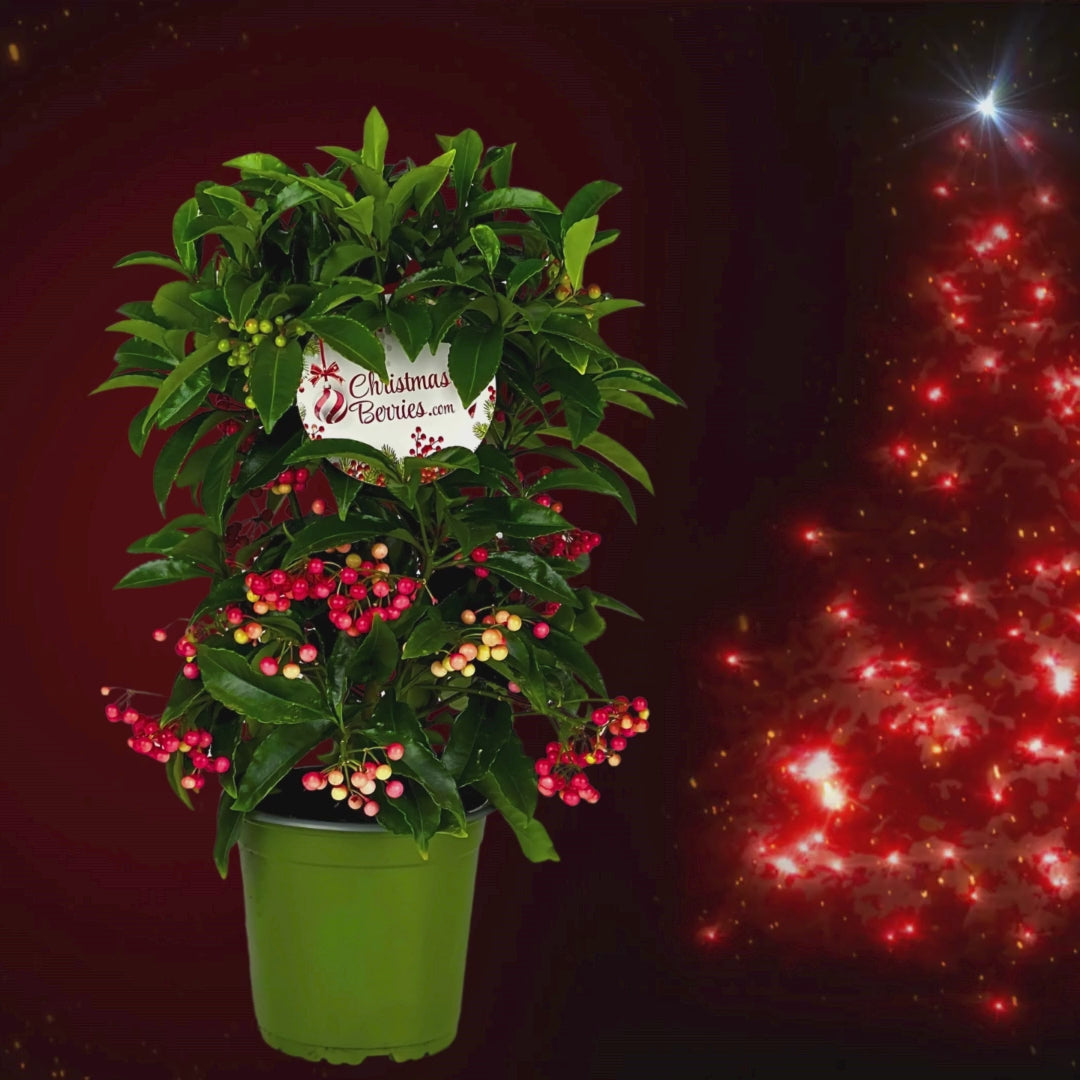 Ardisia crenata vaso H.35 cm