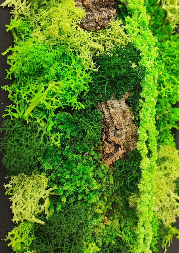 Rectangular mini frame of preserved moss and lichen with gift box