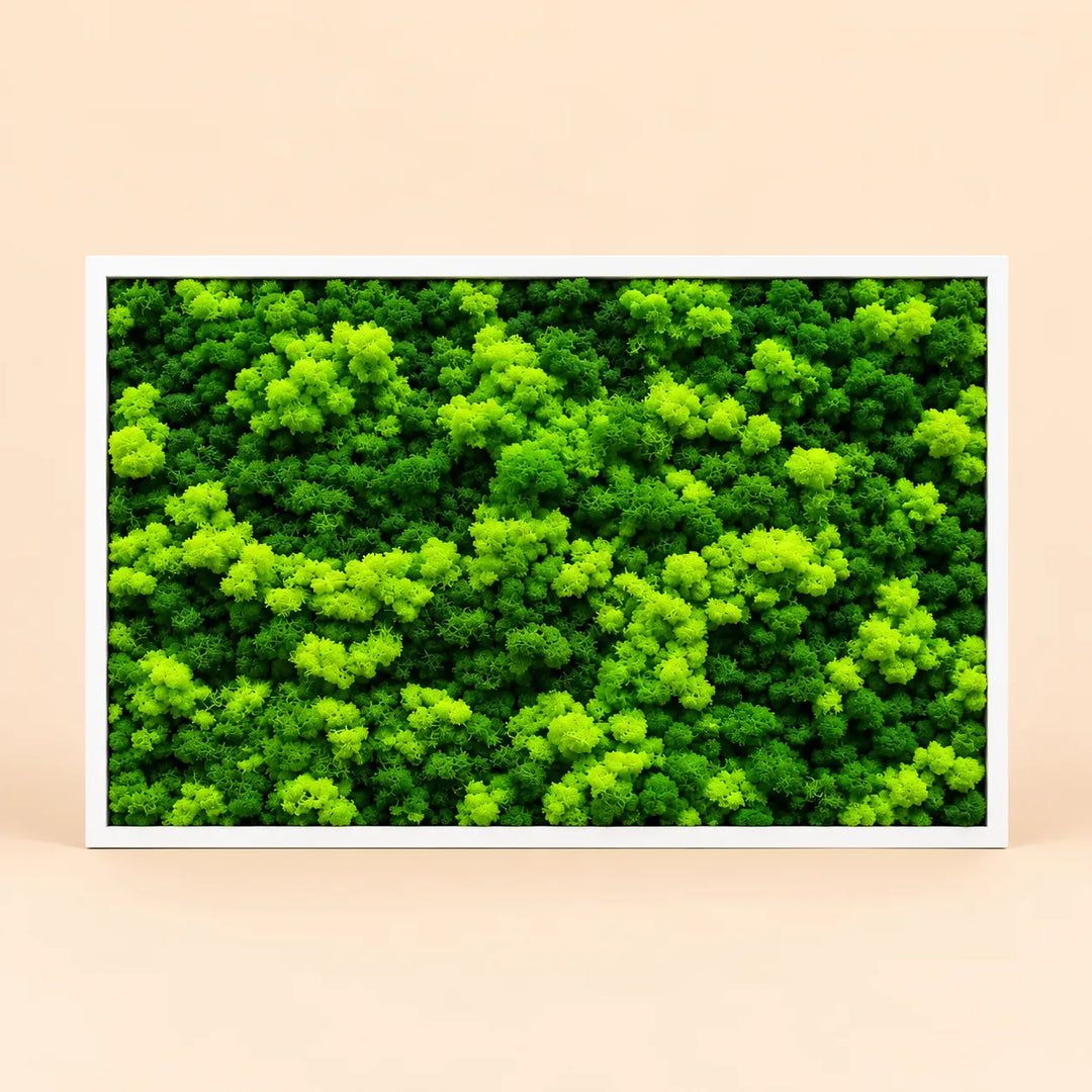 Quadro rettangolare di lichene stabilizzato 103x73 cm con cornice bianca