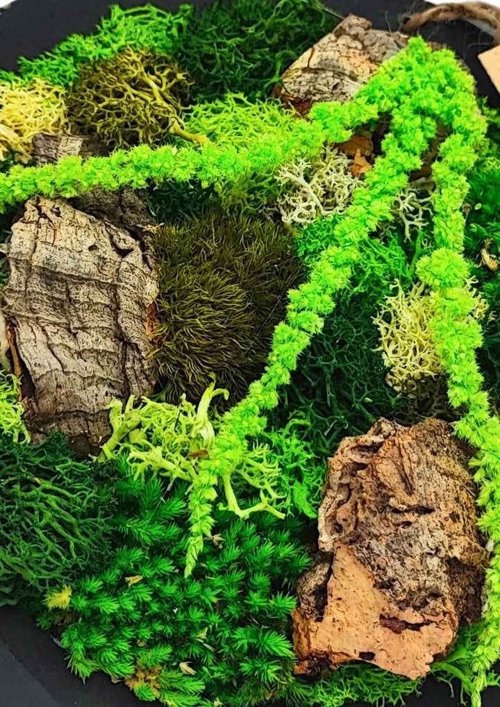 Mini tableau rond en mousse et lichen stabilisés avec boîte cadeau