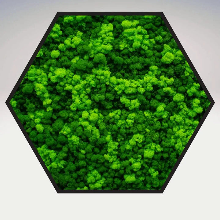 Quadro verde stabilizzato esagonale 60x60 cm con cornice nera, dettaglio muschio