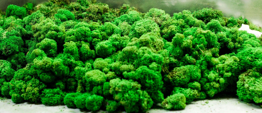 Dettaglio muschio stabilizzato verde per quadro esagonale, texture naturale