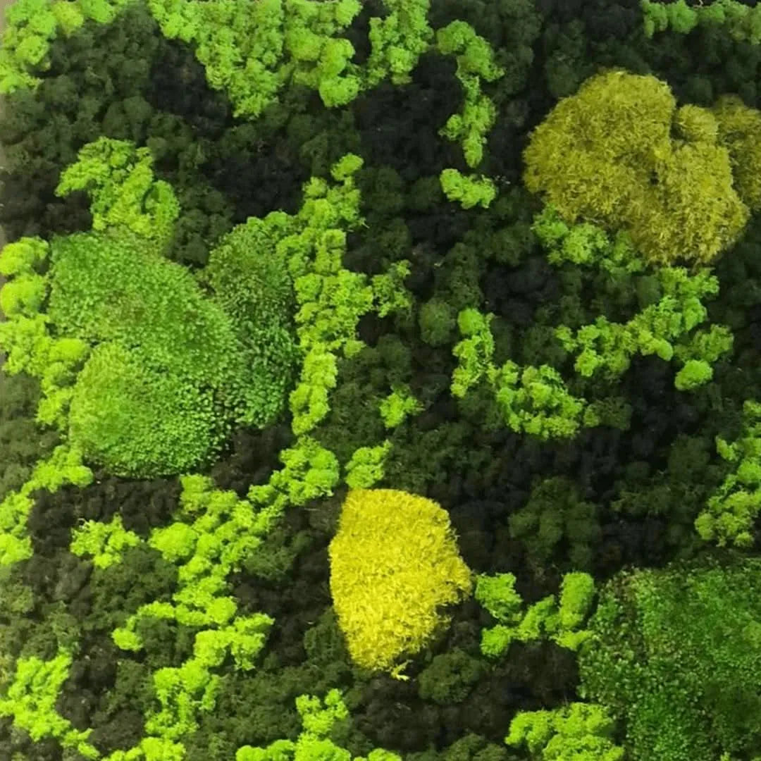 Dettaglio ravvicinato di muschio a palla e licheni stabilizzati del quadro Vista Bosco
