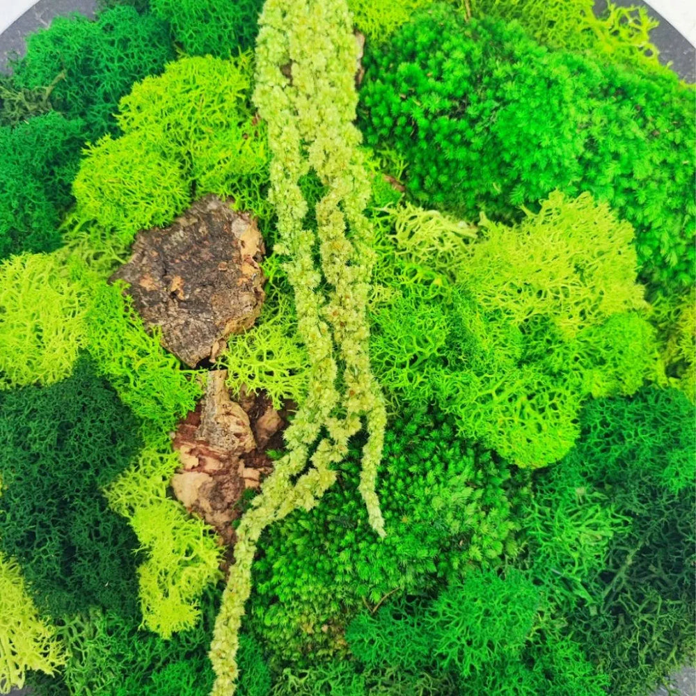 Quadro verde stabilizzato - dettaglio ravvicinato di muschi e licheni