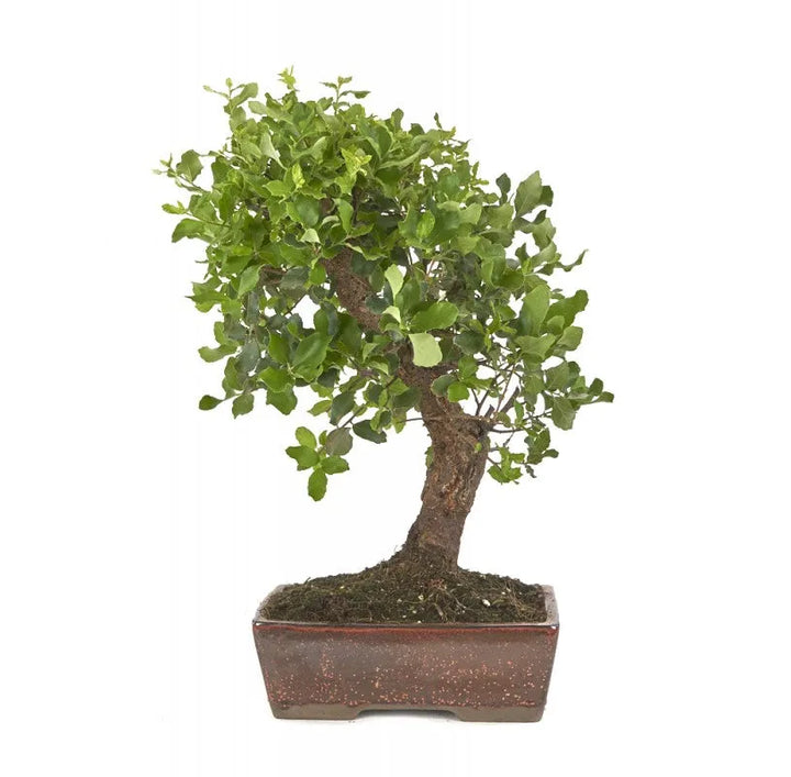 Bonsai  16 anni Quercus suber - Collezione Premium